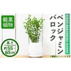 花 苗木 観葉植物 ベンジャミン バロック 6号