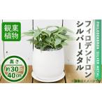 花 苗木 観葉植物 フィロデンドロン シルバーメタル