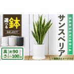 花 苗木 観葉植物 鉢 サンスベリア 7号 陶器鉢