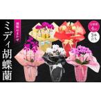 花 胡蝶蘭 定期便 ミディ 3本立ち×4回 定期便4回