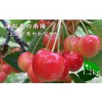ふるさと納税 果物類 さくらんぼ 北海道 増毛町 7-020-010 山口さんちのさくらんぼ 南陽(2L)1.2kg