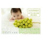 ふるさと納税 ぶどう マスカット 山梨県 甲州市 クール配送 加温ハウス「マルエス農園」プレミアムシャインマスカット 合計750g以上 2026年発送 （MS）D-116 …