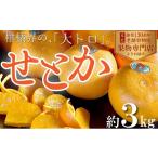 みかん 柑橘類 せとか 柑橘 観音寺産 約3kg