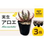 花 苗木 実生アロエ Aloe marlothii 3株