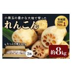 人参 大根 他根菜 産れんこん 2箱
