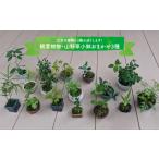 花 苗木 盆栽 お任せ3種 ミニ観葉植物 盆栽小鉢