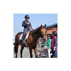 体験チケット 乗馬レッスン 1講習 騎乗時間20分