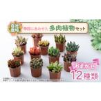 花 苗木 多肉植物おまかせ12種セット_多肉植物
