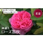 苗木 バラ苗鉢植え オリエンタルエクレール