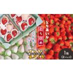 いちご とちあいか とちひめ ミルキーベリー食べ比べセット