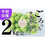 ふるさと納税 ぶどう 愛媛県 松山市 2025収穫分先行予約 シャインマスカット 2kg バラ粒 500g 4パック 小分け 新着 人気 愛媛県産シャインマスカット まつや…