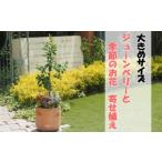 苗木 大きめサイズ ジューンベリーと季節のお花