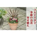花 苗木 寄せ植え 鉢植え コルジリネと季節のお花