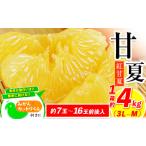 果物類 みかん 2026年度 分 好き必見 甘夏