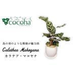 花 苗木 葉模様が独特で美しい カラテア マコヤナ