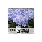 花 お届け:2027年4月下旬より開始