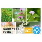 ふるさと納税 花・苗木 群馬県 邑楽町 水辺植物 オススメ ビオ植物×5ポット