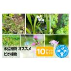 ふるさと納税 花・苗木 群馬県 邑楽町 水辺植物 オススメ ビオ植物×10ポット