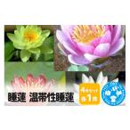 花 苗木 睡蓮 温帯性睡蓮 4色セット×各1株