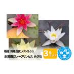花 苗木 睡蓮 姫睡蓮 ヒメスイレン 3色セット