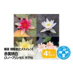 花 苗木 睡蓮 姫睡蓮 ヒメスイレン 4色セット