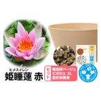 花 苗木 睡蓮 姫睡蓮 ヒメスイレン 赤 1株+睡蓮鉢ベージュ+…