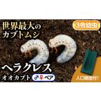 生き物 B76001 ヘラクレスオオカブト
