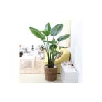 花 苗木 観葉植物 オーガスタ 10号 ブラウンバスケット鉢カ…