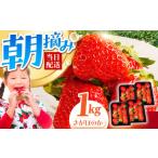 ふるさと納税 いちご 佐賀県 江北町  農薬0への挑戦 2〜4月発送 朝摘みいちご さがほのか 1kg（250g×4パック） むらおか農園 HAF024 ／ いちご 苺 イチゴ 果…