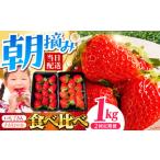ふるさと納税 いちご 佐賀県 江北町  全2回定期便 いちご食べ比べ定期 総計1kg（さがほのか いちごさん） むらおか農園 HAF026