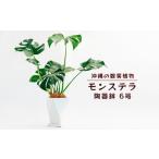苗木 沖縄の観葉植物 観葉植物 モンステラ陶器鉢植え