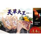 鶏肉 モモ 熊本発送 天草大王 山賊セット 熊本