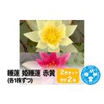 花 苗木 睡蓮 姫睡蓮 ヒメスイレン 2色セット