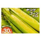 とうもろこし 発送 朝どれ ヤングコーン 皮つき 約30本