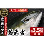 ふるさと納税 大分県 佐伯市 ＜先行