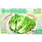 野菜類 アノレタス リーフレタス 新鮮シャキシャキ