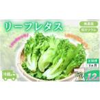野菜類 アノレタス リーフレタス 新鮮シャキシャキ