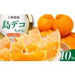 果物類 みかん 先行受付 2027年2月中旬~発送