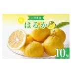 果物類 みかん 先行受付 2027年2月下旬~発送