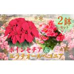花 クリスマスの彩りに ポインセチア と エラチオールベゴ…