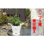 花 苗木 ハーブ 寄植え 摘み取って使う 新鮮
