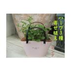 花 苗木 ハーブ 寄植え 摘み取って使う 新鮮