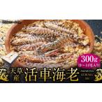 ふるさと納税 熊本県 上天草市 【配送期間 2023年11月05日〜2024年4月30日】天草産 活車海老 300g