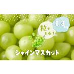 ふるさと納税 ぶどう マスカット 山梨県 都留市 粒 シャインマスカット1.3kg 山梨 フルーツ 人気 甘い 糖度 ぶどう シャイン マスカット 名産 糖度 大粒 種無…