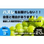 ふるさと納税 ぶどう マスカット 山梨県 笛吹市 全房糖度20度保証付 シャインマスカット 約1kg 2〜3房 数量超限定 旬の美味しいフルーツだけをお届けします …
