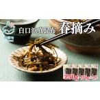 のり 海藻 白口浜真昆布 春摘み 250g