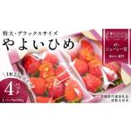 いちご 朝摘み やよいひめ 特大 デラックスサイズ 約300g×4…