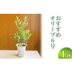 苗木 オリーブ6号 離島への配送不可 観葉植物