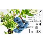苗木 ブルーベリーの苗 DX 1品種 品種おまかせ