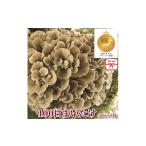 fu.... налог овощи вид .. . Gunma префектура Yoshioka блок. . имеется 100 день ....500g×1 АО 1429422